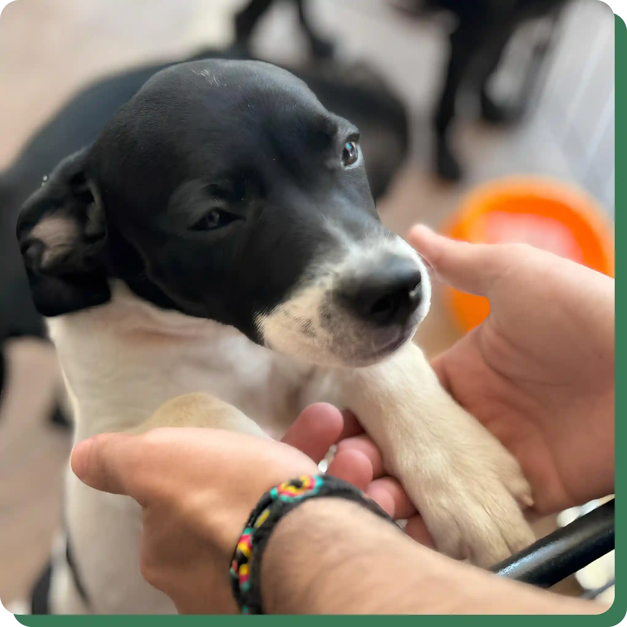 Cachorro branco e preto em feira de adoção
