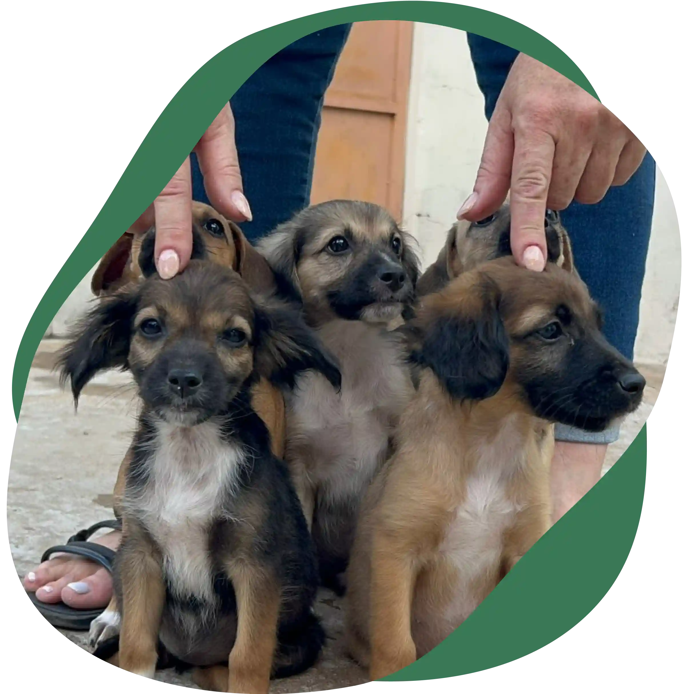 Cinco cachorros filhotes juntos sentados no chão